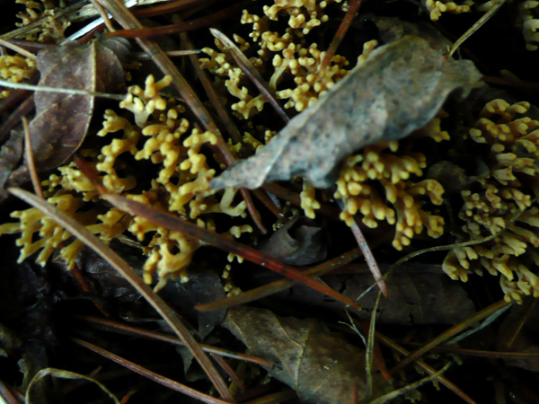 Ramaria sp.